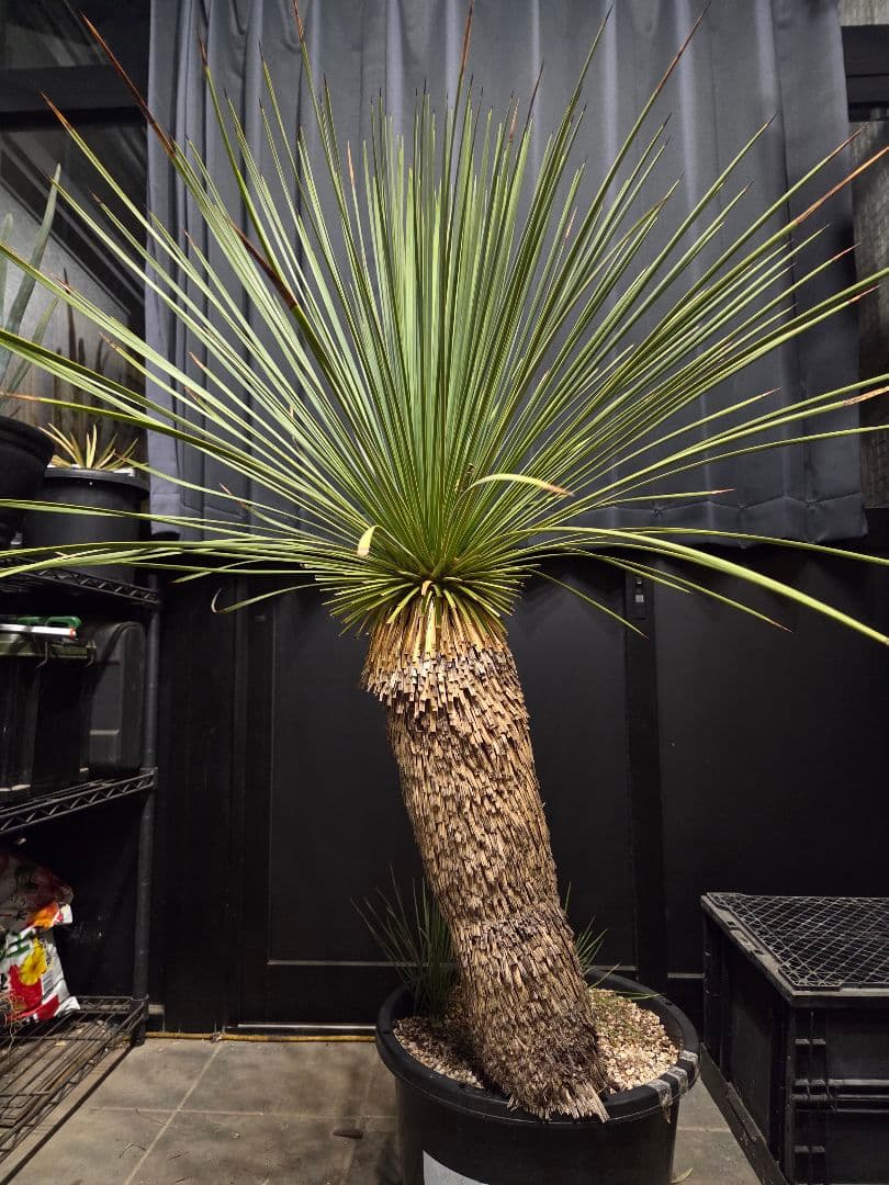 ユッカ リネアリフォリア 太株 (と)子株付き