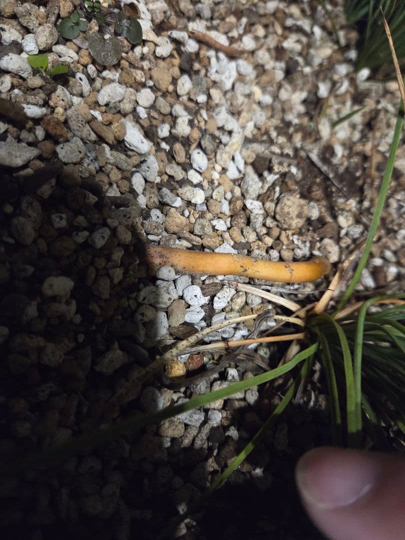 ユッカ リネアリフォリア 太株 (と)子株付き