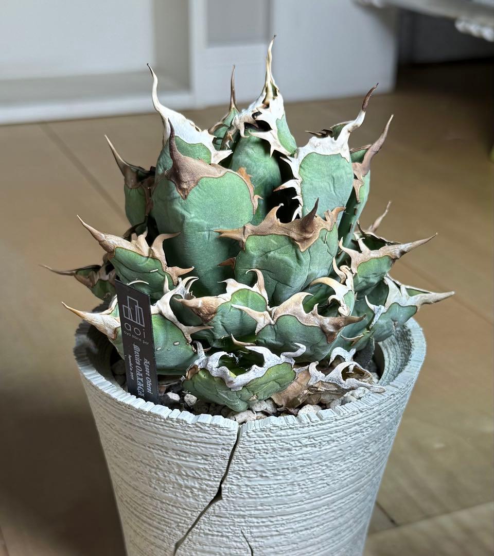 アガベ オアハカ オテロイ 現地球 活着済【陽炎・強鋸歯・子株2付】