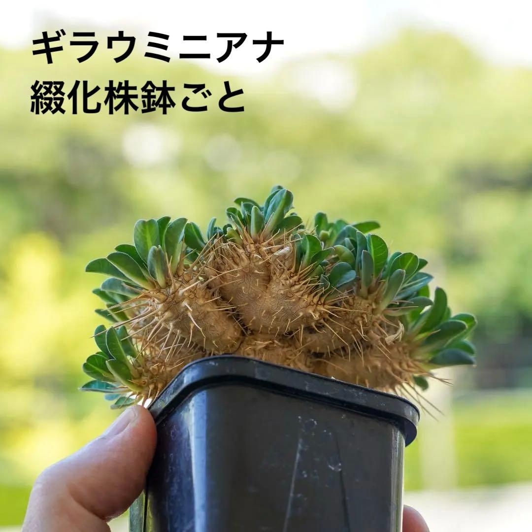 綴化 ユーフォルビア ギラウミニアナ 鉢ごと発送 実生株