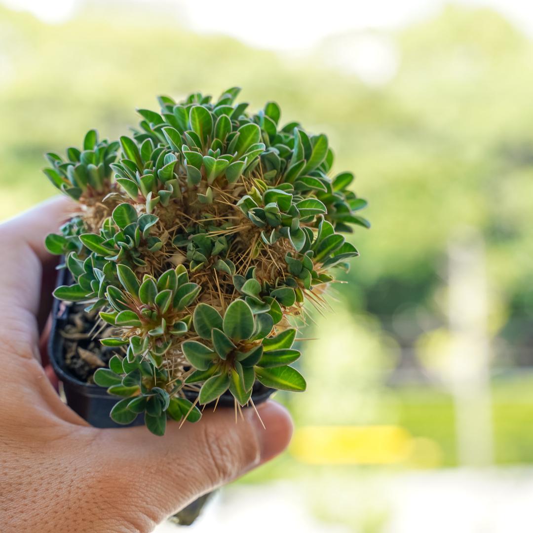 綴化 ユーフォルビア ギラウミニアナ 鉢ごと発送 実生株