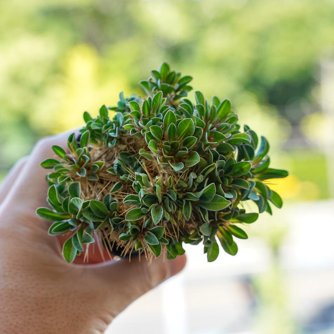 綴化 ユーフォルビア ギラウミニアナ 鉢ごと発送 実生株