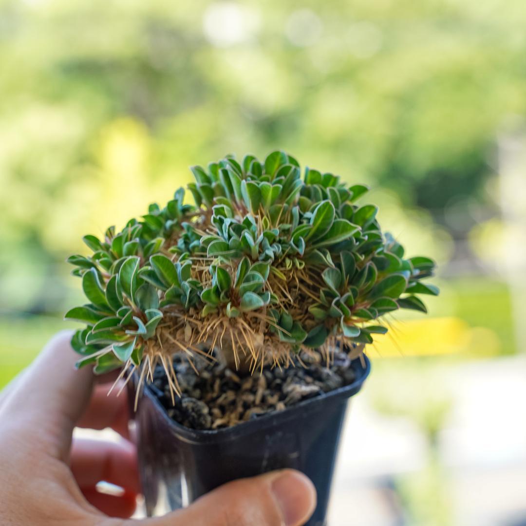 綴化 ユーフォルビア ギラウミニアナ 鉢ごと発送 実生株