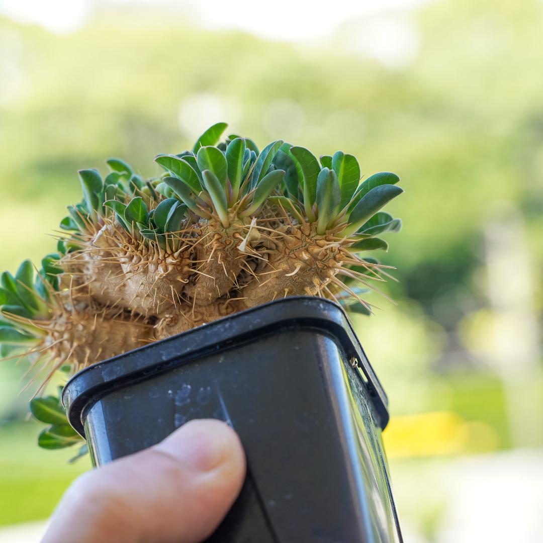 綴化 ユーフォルビア ギラウミニアナ 鉢ごと発送 実生株