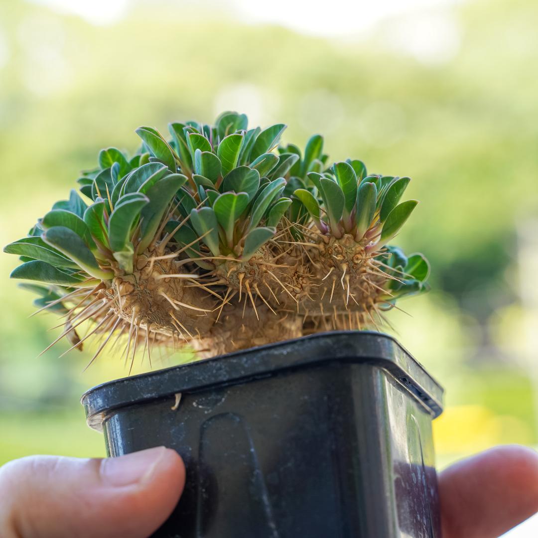 綴化 ユーフォルビア ギラウミニアナ 鉢ごと発送 実生株