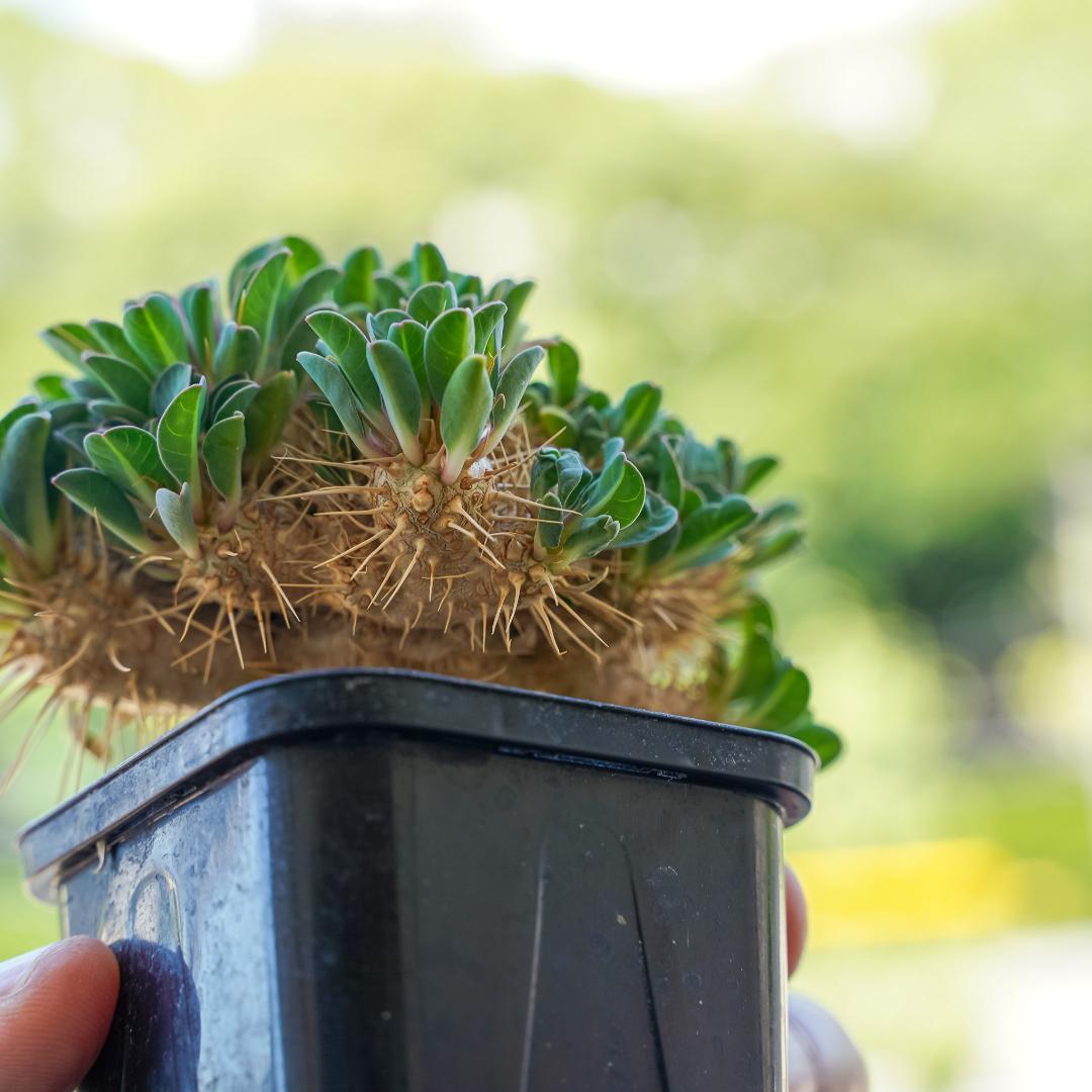 綴化 ユーフォルビア ギラウミニアナ 鉢ごと発送 実生株