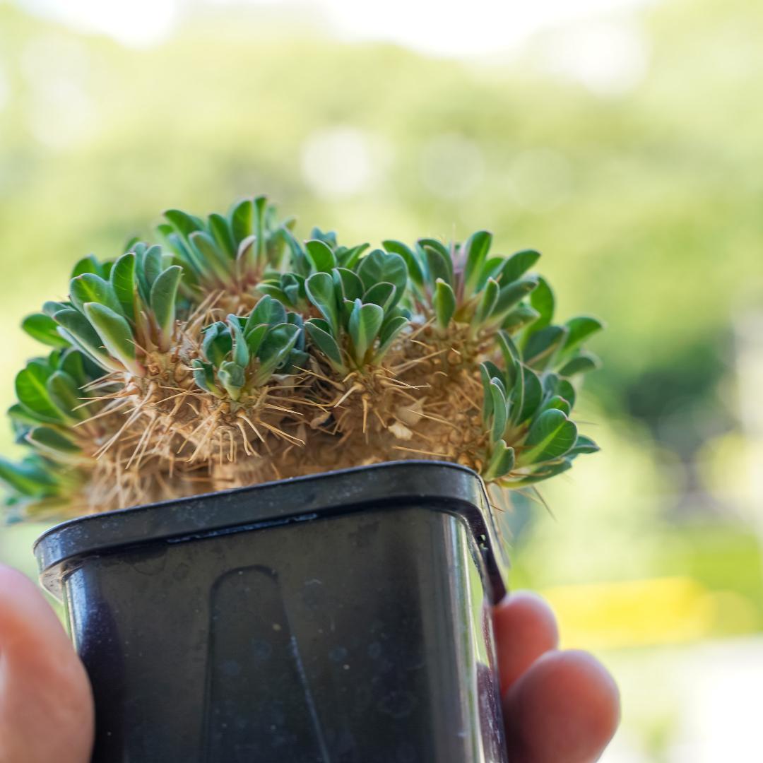 綴化 ユーフォルビア ギラウミニアナ 鉢ごと発送 実生株