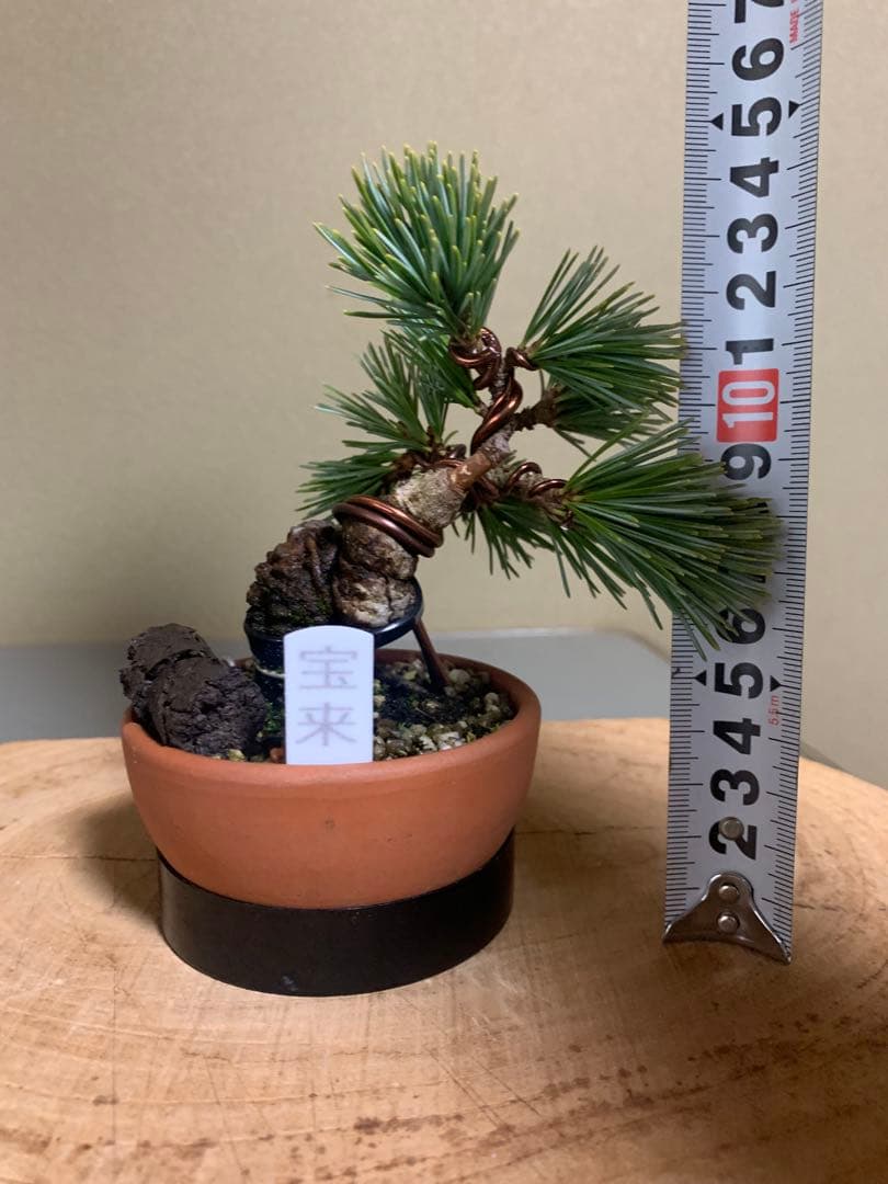 八房五葉松（宝来）の登場です