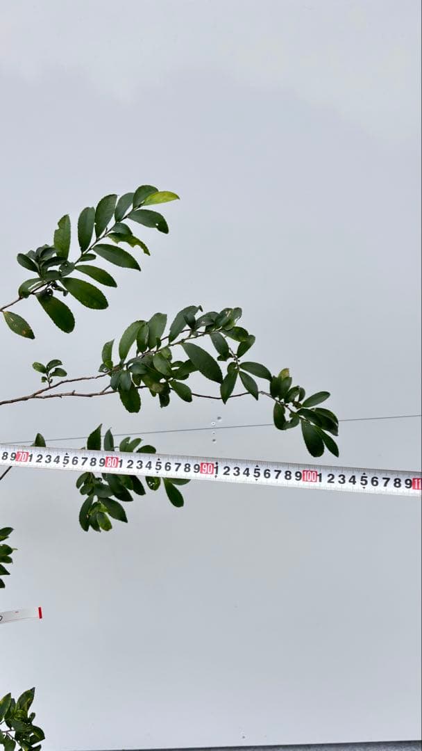 自然な樹形が美しい 山採りの ヒサカキ 690 樹高1.4m位 ヒメサカキ 姫榊