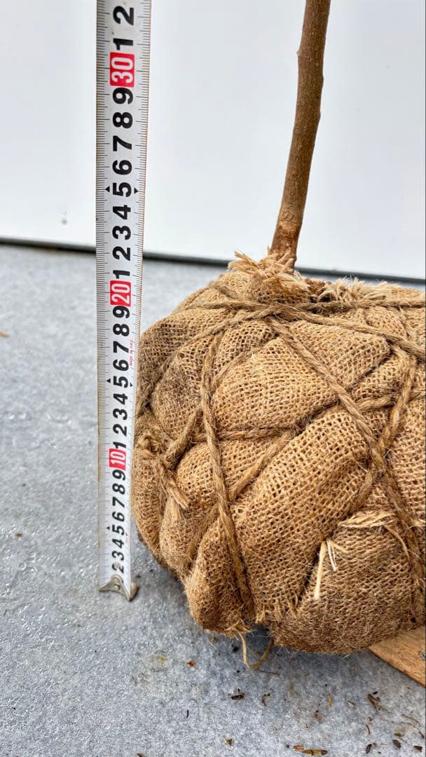 自然な樹形が美しい 山採りの ヒサカキ 690 樹高1.4m位 ヒメサカキ 姫榊