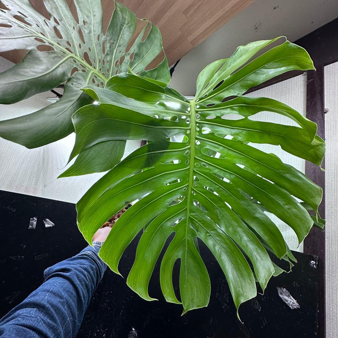 モンステラデリシオーサマクロコズム超希少系統鉢植え89㎝