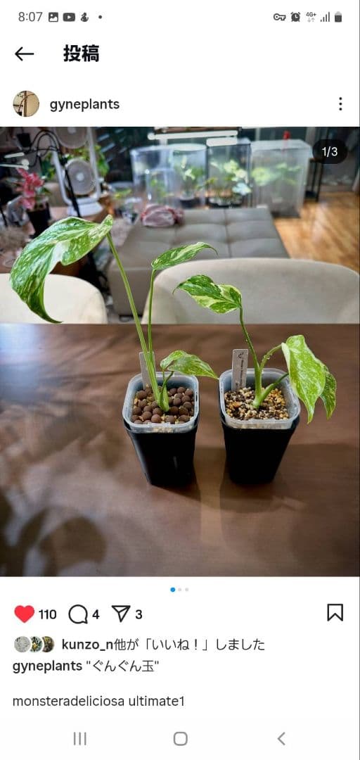 ぐんぐん玉残り4セットのみ1㎏業務用増量タイプ通常15,000円→10,000円