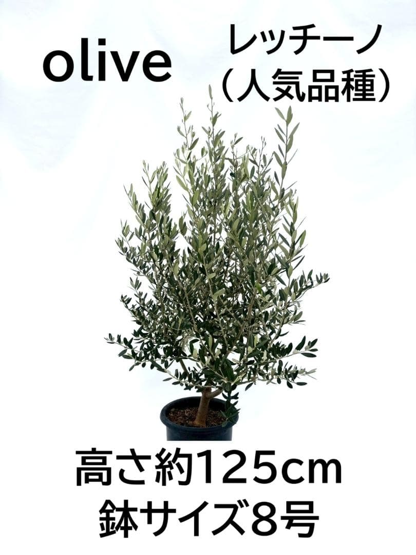 オリーブの木　レッチーノ　8号　約125cm　NO.867　人気品種　現品掲載