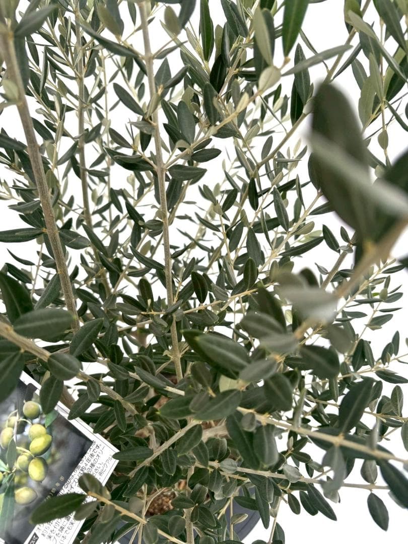 オリーブの木　レッチーノ　8号　約125cm　NO.867　人気品種　現品掲載