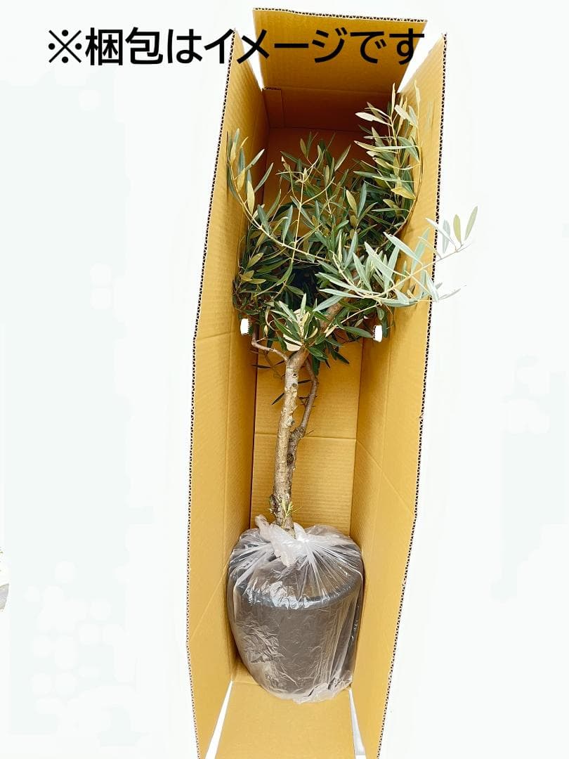 オリーブの木　レッチーノ　8号　約125cm　NO.867　人気品種　現品掲載