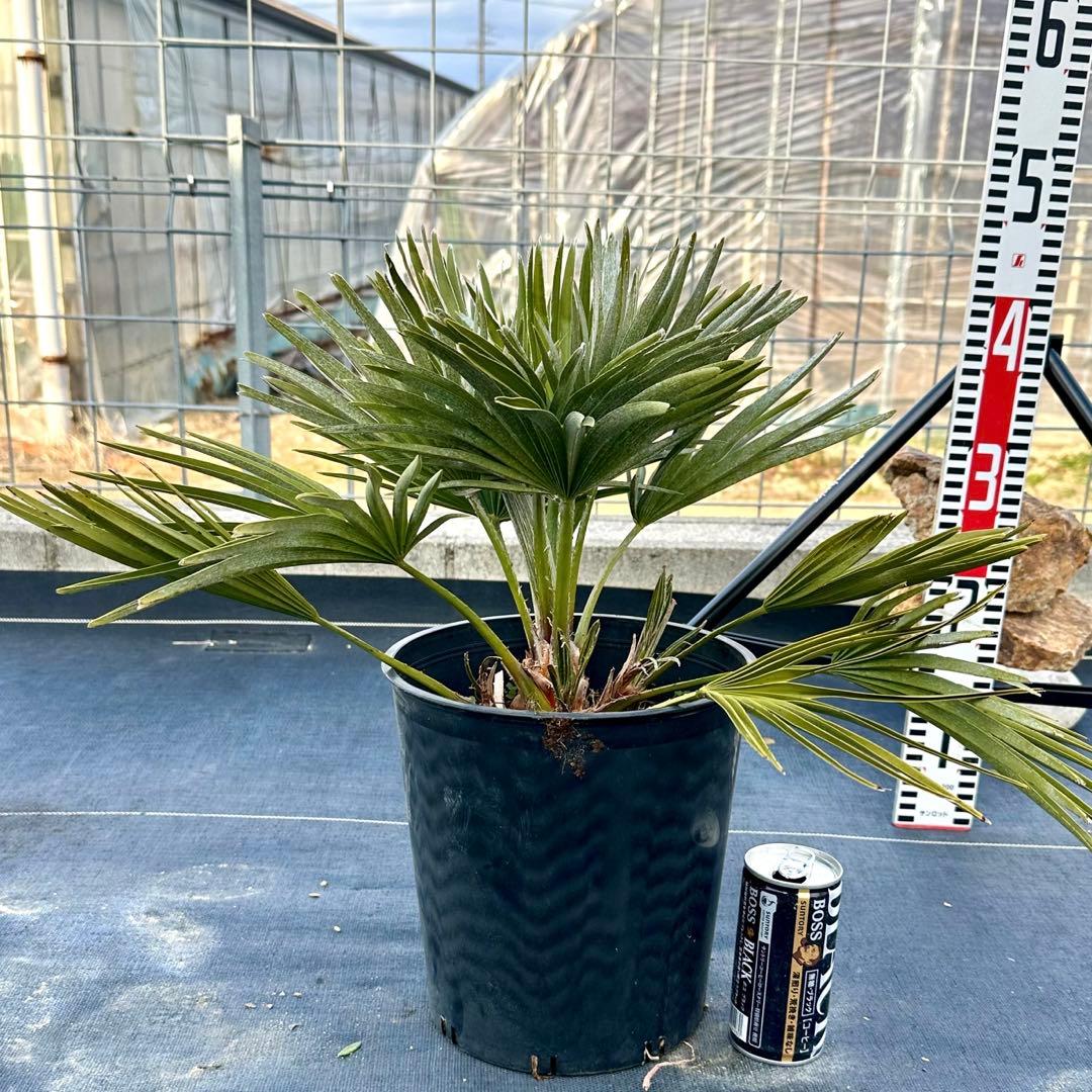 チャメロプス•ボルケーノ 【樹高:約43㎝】Feb05