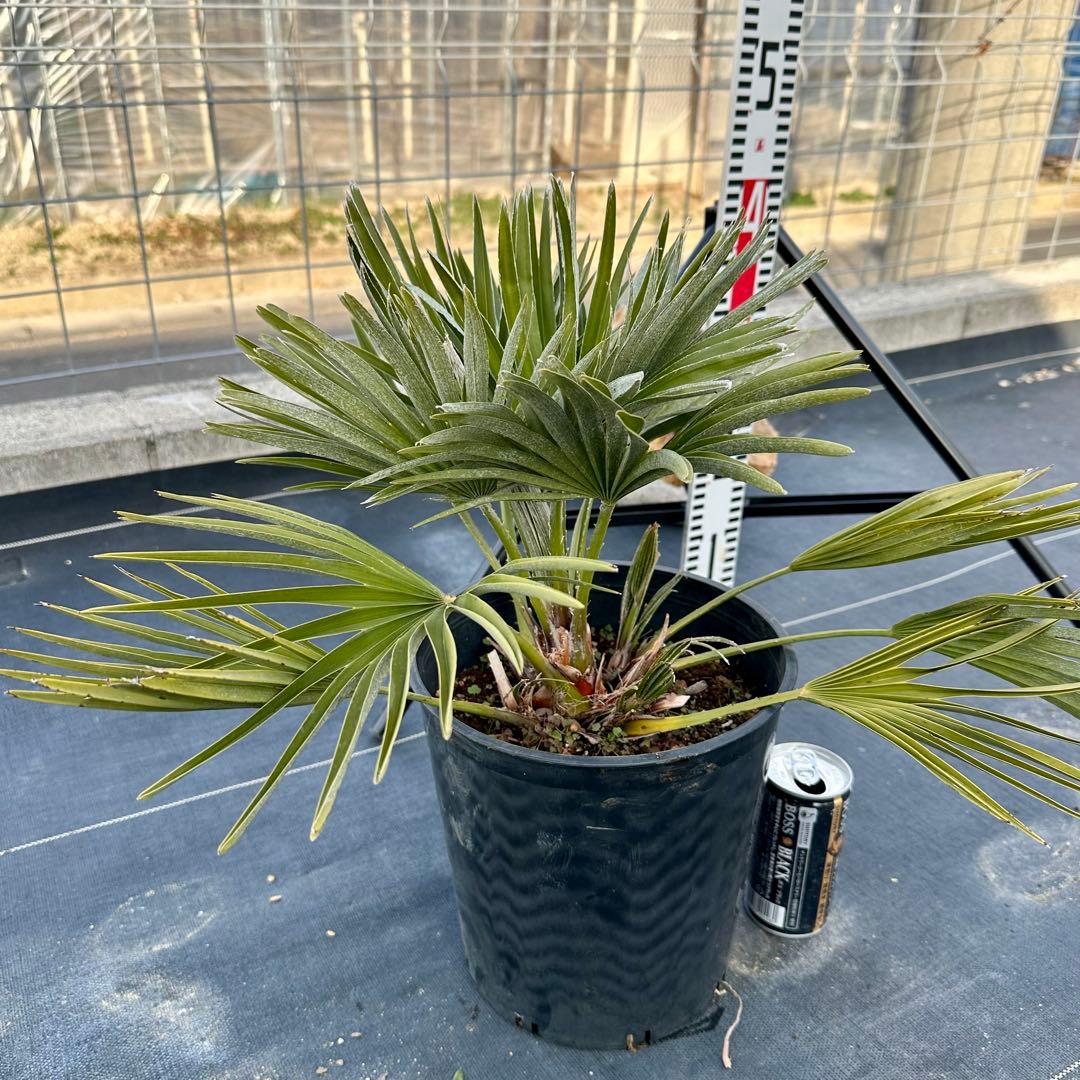 チャメロプス•ボルケーノ 【樹高:約43㎝】Feb05