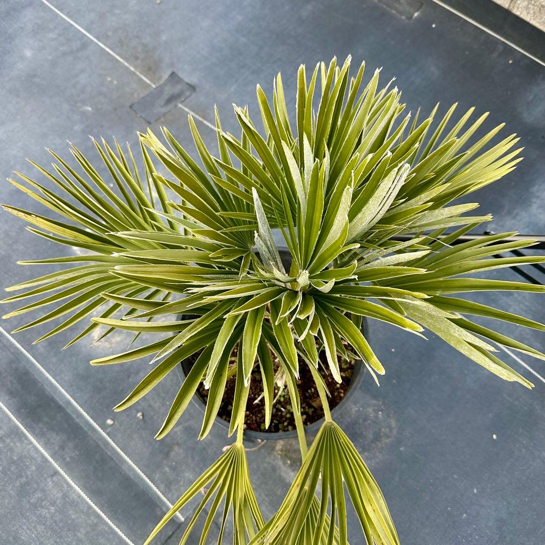 チャメロプス•ボルケーノ 【樹高:約43㎝】Feb05