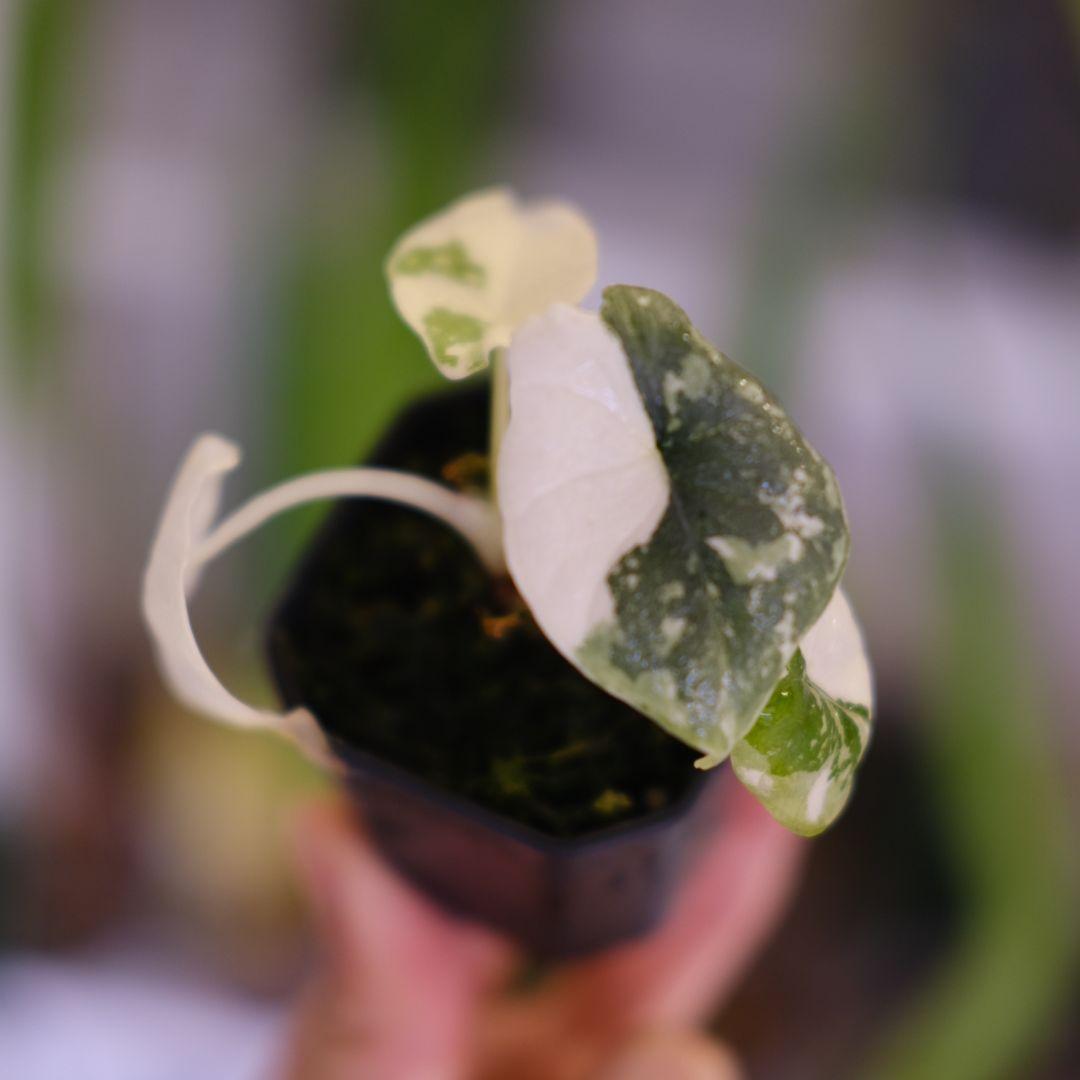 アロカシア メロ アルボ│Alocasia melo 'Albo' Var.④