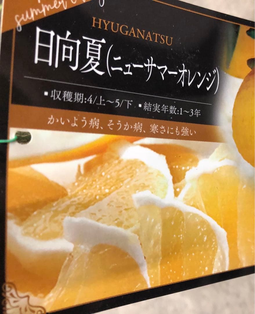 みかん 日向夏（ひゅうがなつ） ニューサマーオレンジ 接木苗木 果樹苗約100㌢