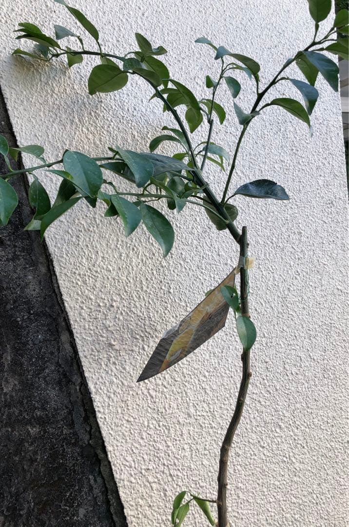 みかん 日向夏（ひゅうがなつ） ニューサマーオレンジ 接木苗木 果樹苗約100㌢