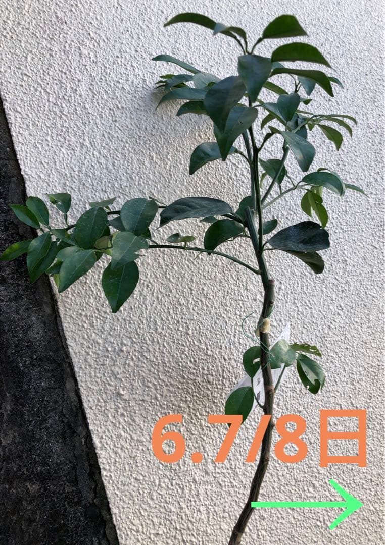 みかん 日向夏（ひゅうがなつ） ニューサマーオレンジ 接木苗木 果樹苗約100㌢