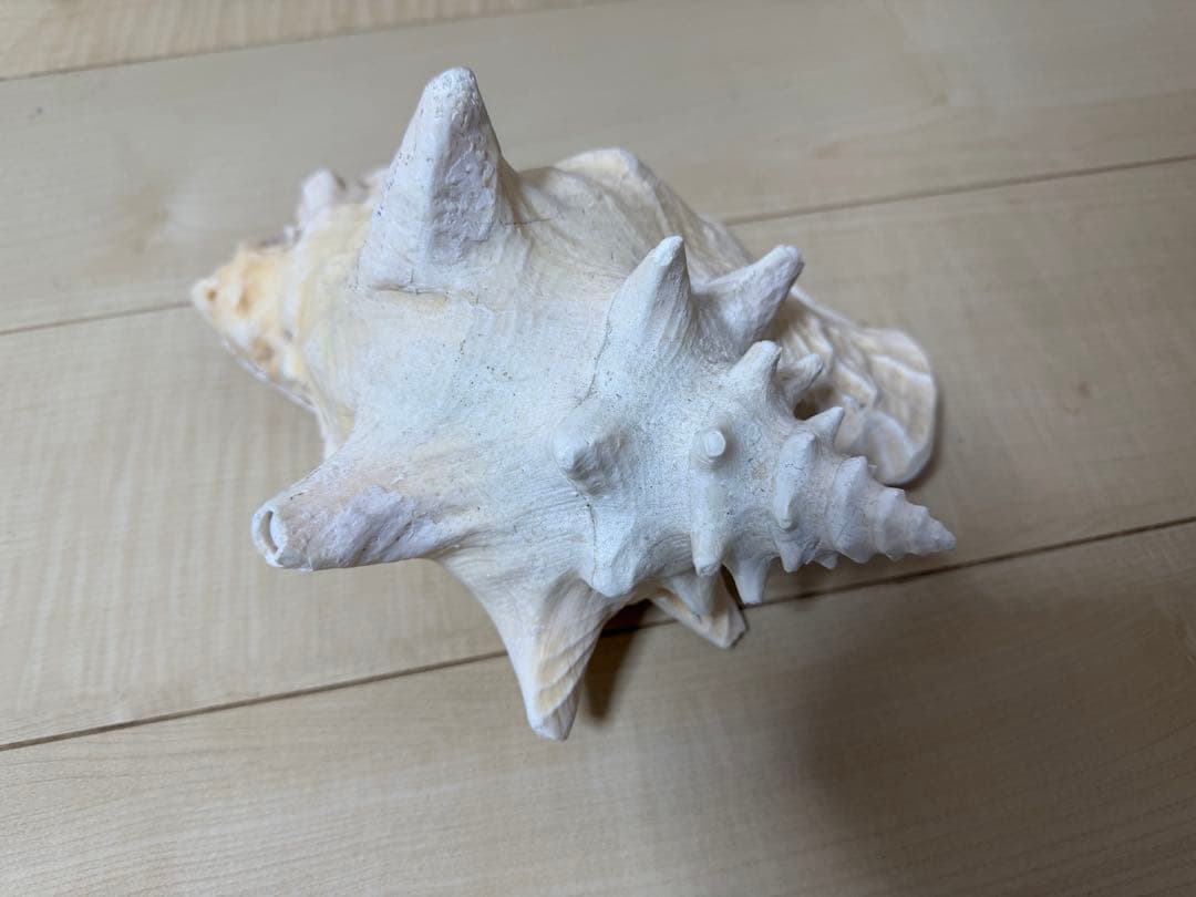 天然貝の装飾品　法螺貝