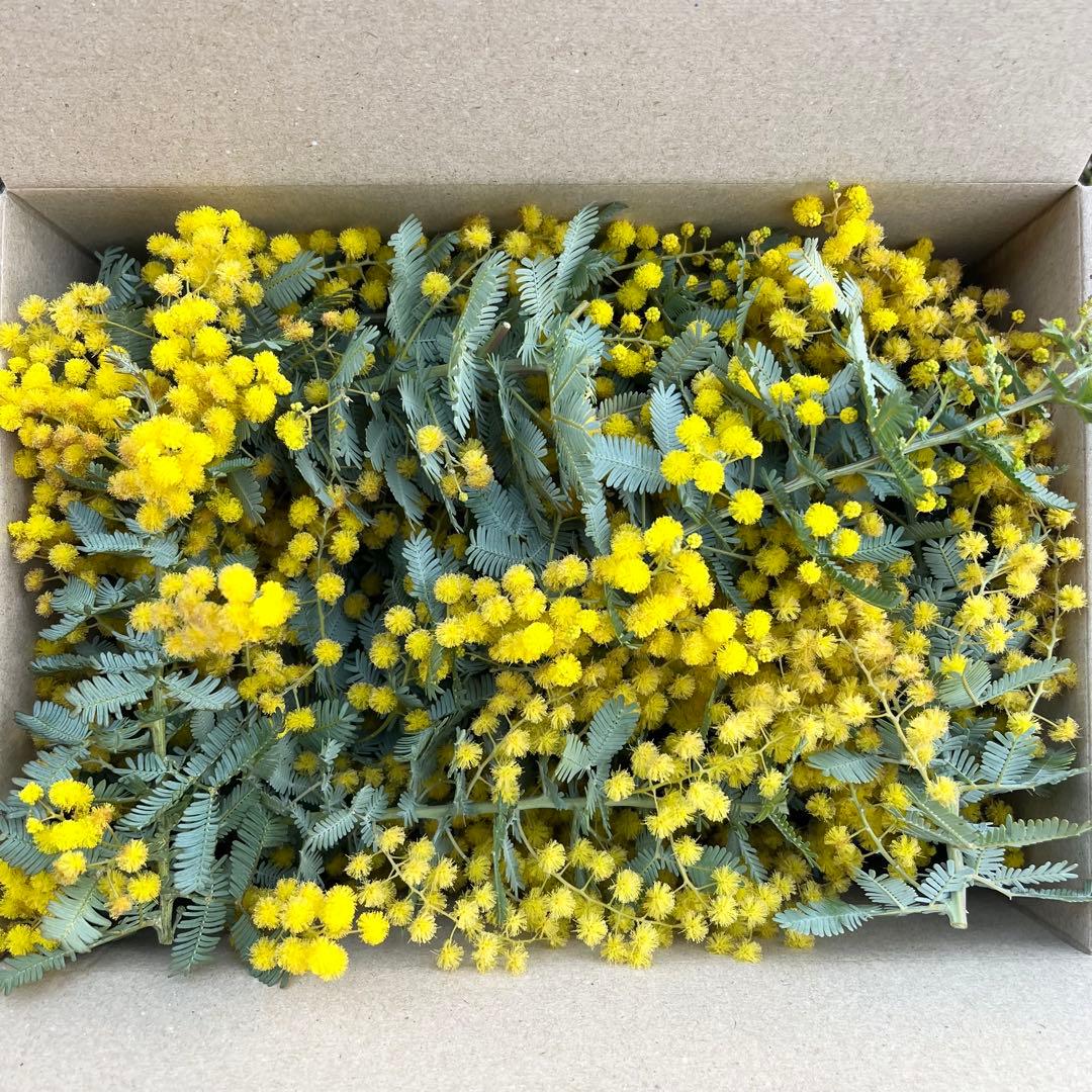 2026年 フレッシュミモザ　60サイズダンボール1箱2200円