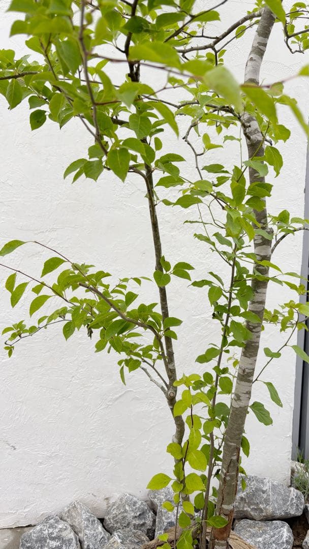 逸品。山採りアオハダ3.1M(鉢底から)