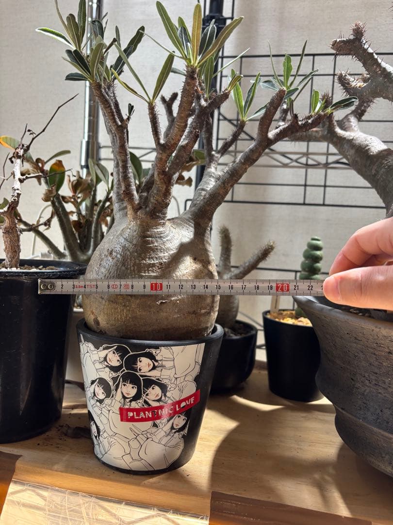 パキポディウム　グラキリス　現地球　backsideworks