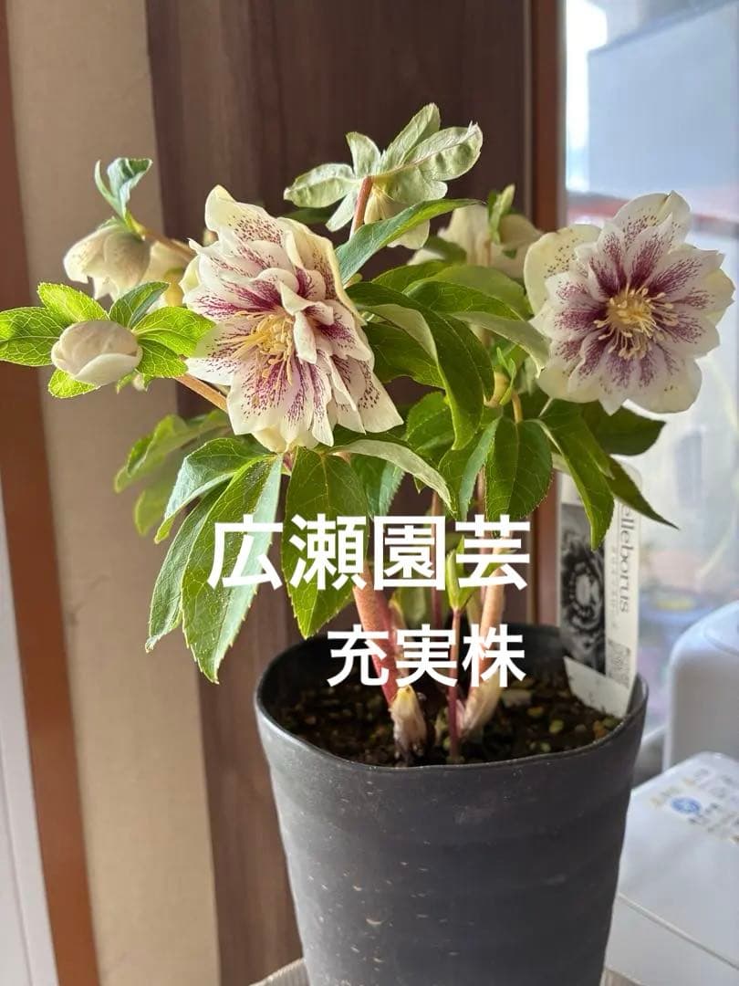 ♡広瀬園芸♡大充実株　ホワイトブロッチ美人