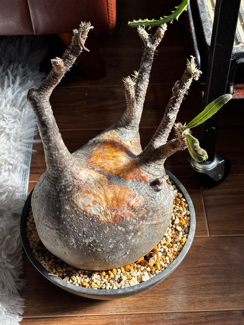 【発根済み】パキポディウム　グラキリス　大株