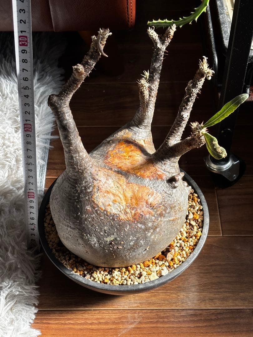 【発根済み】パキポディウム　グラキリス　大株