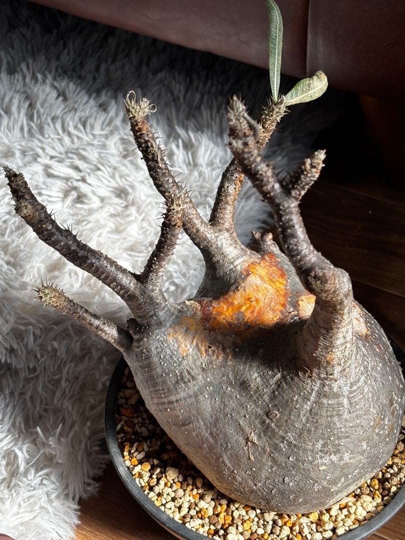 【発根済み】パキポディウム　グラキリス　大株