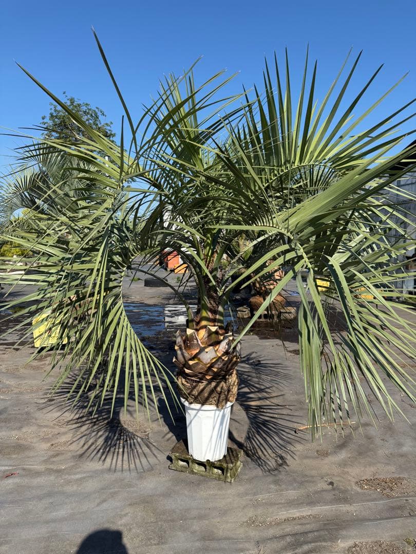 ココスヤシシルバーリーフ【極太】葉先160cm幹回り110cm 幹高40cm