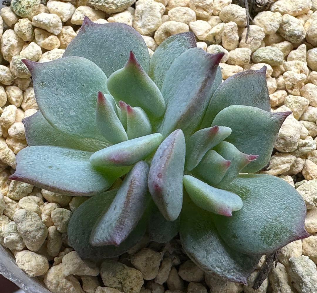 ❤️確認用❤️★D ミックスベリア❤️ストロベリーミルククラウン❤️抜き苗♪札なし