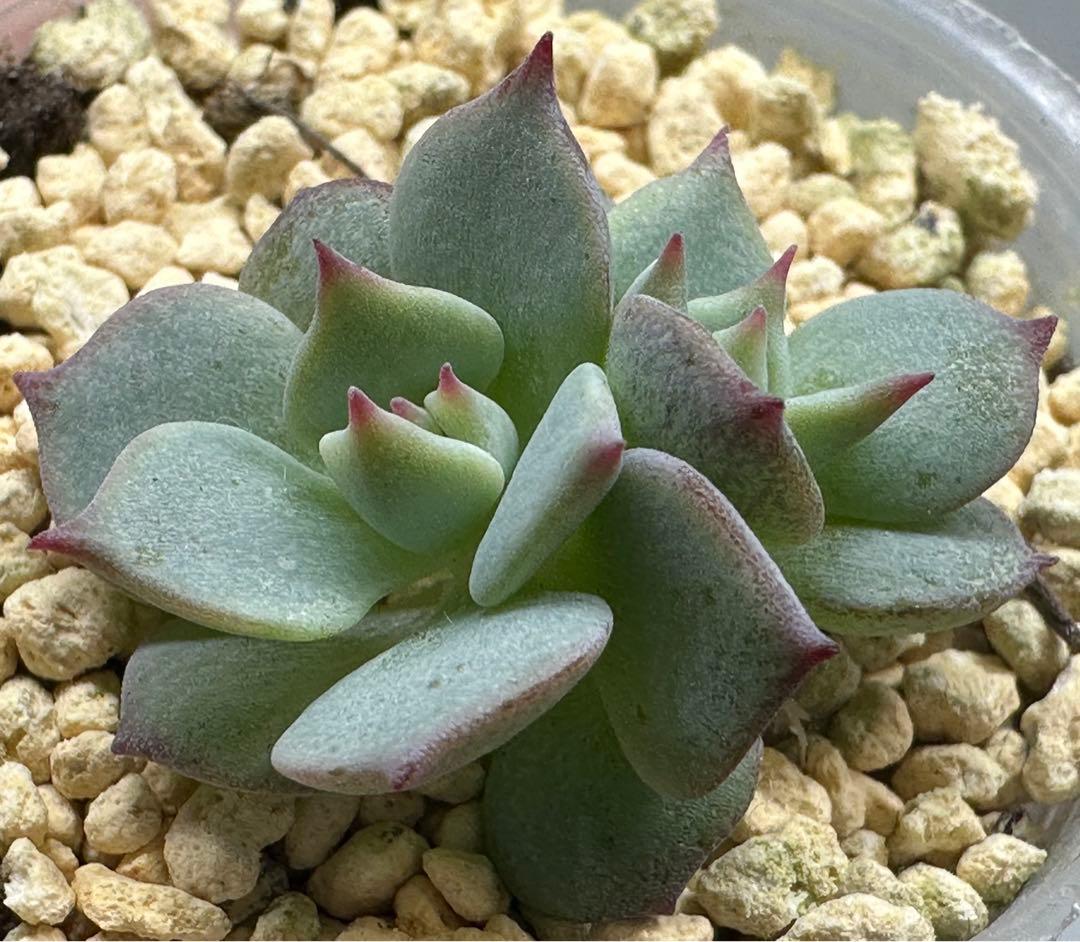 ❤️確認用❤️★D ミックスベリア❤️ストロベリーミルククラウン❤️抜き苗♪札なし