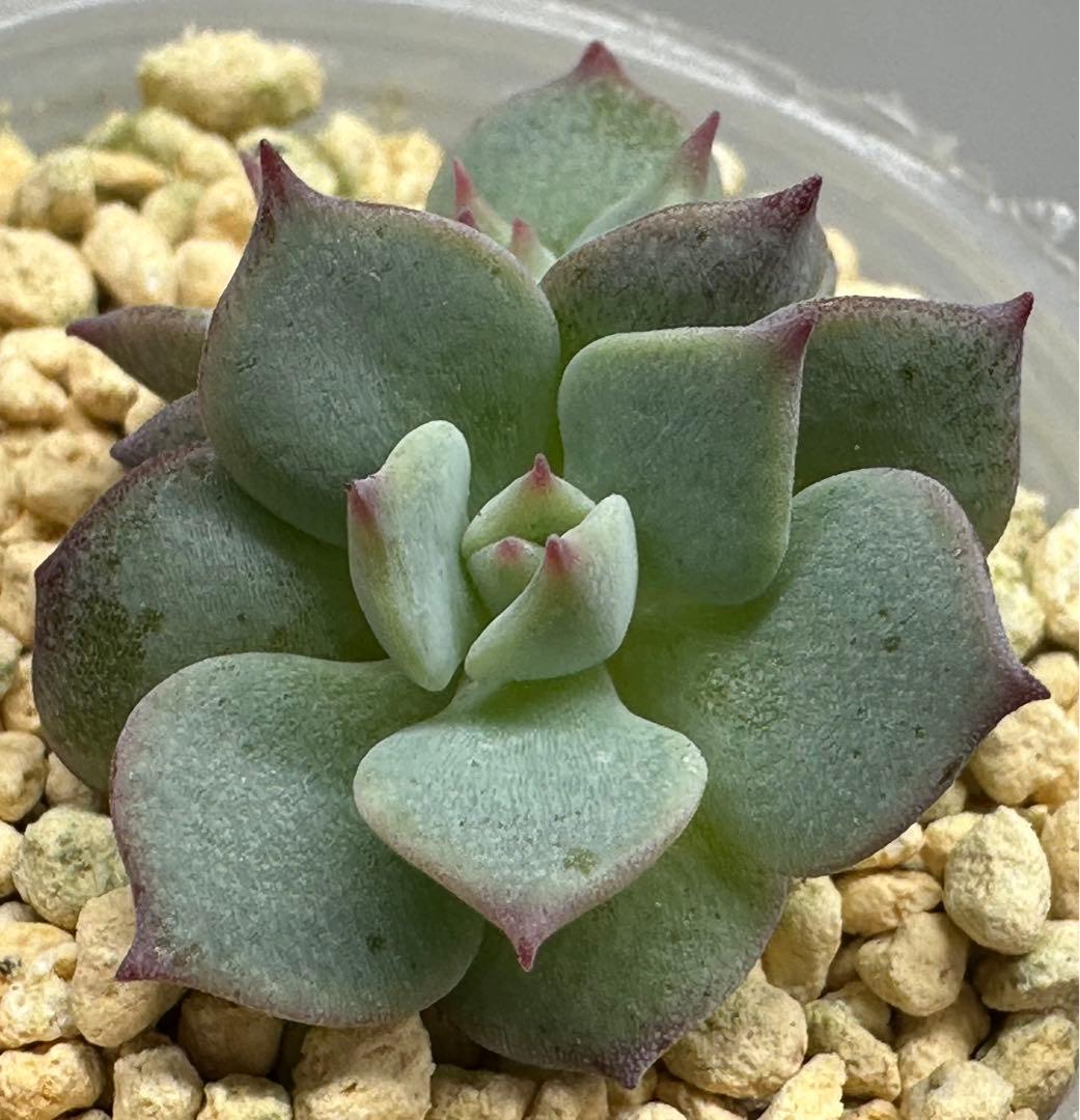 ❤️確認用❤️★D ミックスベリア❤️ストロベリーミルククラウン❤️抜き苗♪札なし