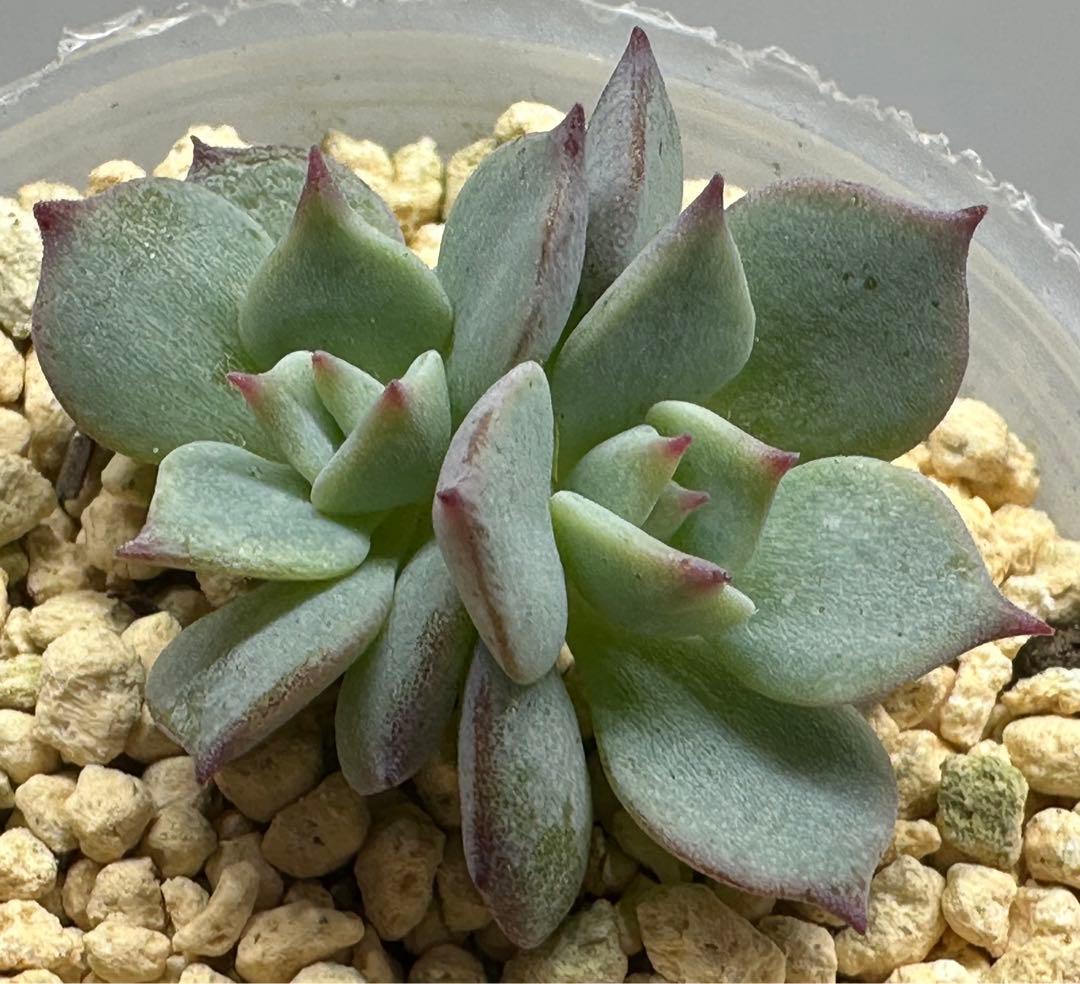 ❤️確認用❤️★D ミックスベリア❤️ストロベリーミルククラウン❤️抜き苗♪札なし