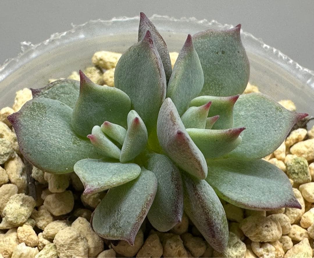 ❤️確認用❤️★D ミックスベリア❤️ストロベリーミルククラウン❤️抜き苗♪札なし