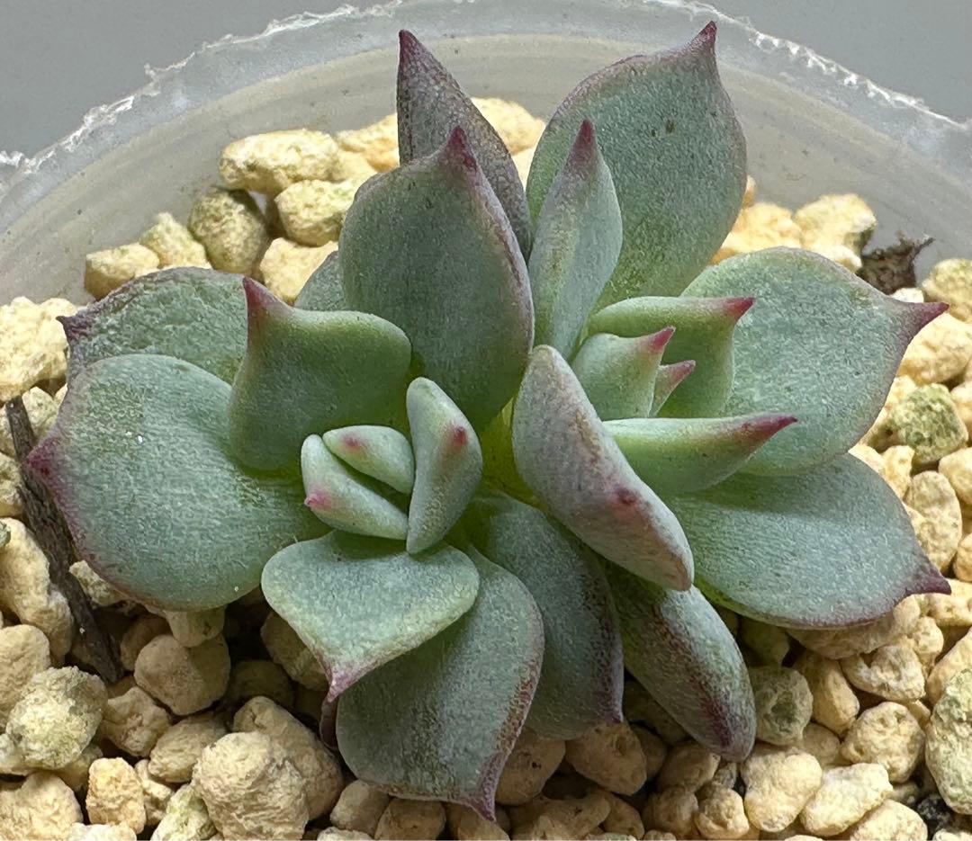 ❤️確認用❤️★D ミックスベリア❤️ストロベリーミルククラウン❤️抜き苗♪札なし