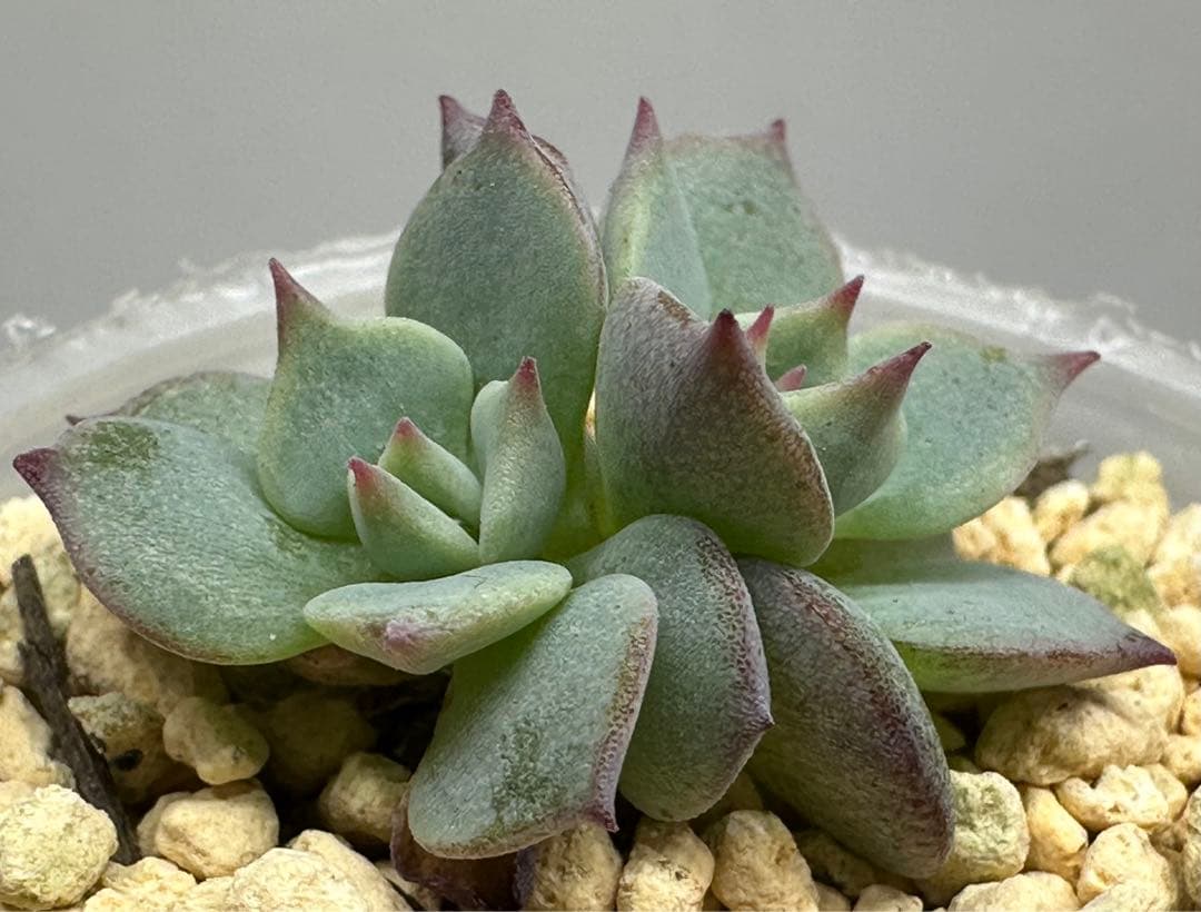 ❤️確認用❤️★D ミックスベリア❤️ストロベリーミルククラウン❤️抜き苗♪札なし