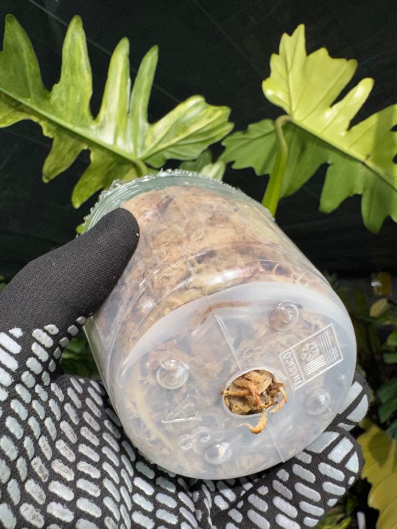 KN9 フィロデンドロン　キティナ　健康カット苗