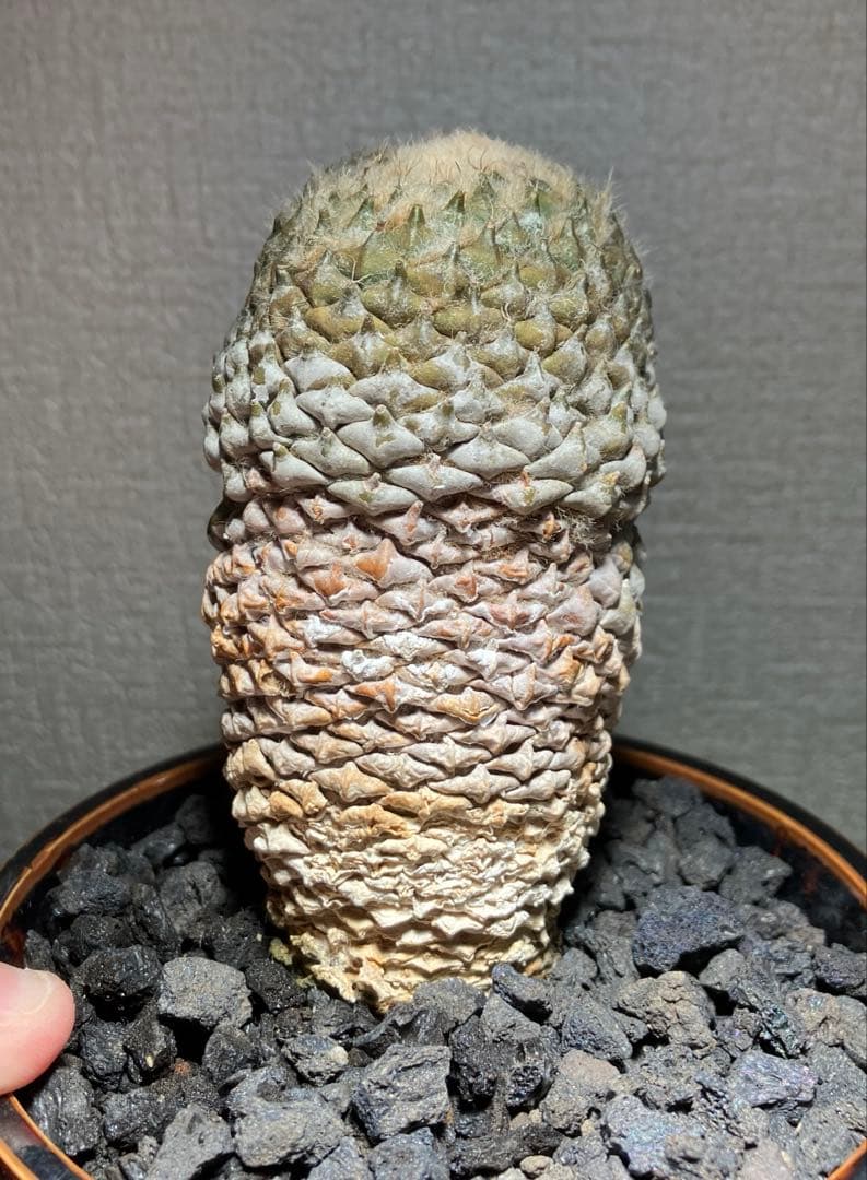 銀牡丹　ペレキフォラ　実生　成田氏　検）グラキリス　黒王丸　パキプス　アガベ