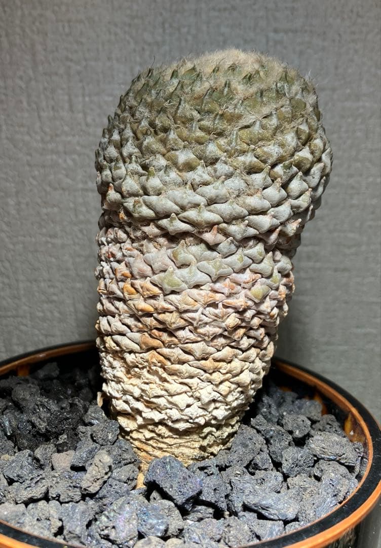 銀牡丹　ペレキフォラ　実生　成田氏　検）グラキリス　黒王丸　パキプス　アガベ