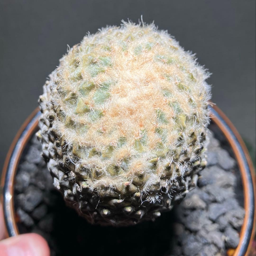 銀牡丹　ペレキフォラ　実生　成田氏　検）グラキリス　黒王丸　パキプス　アガベ