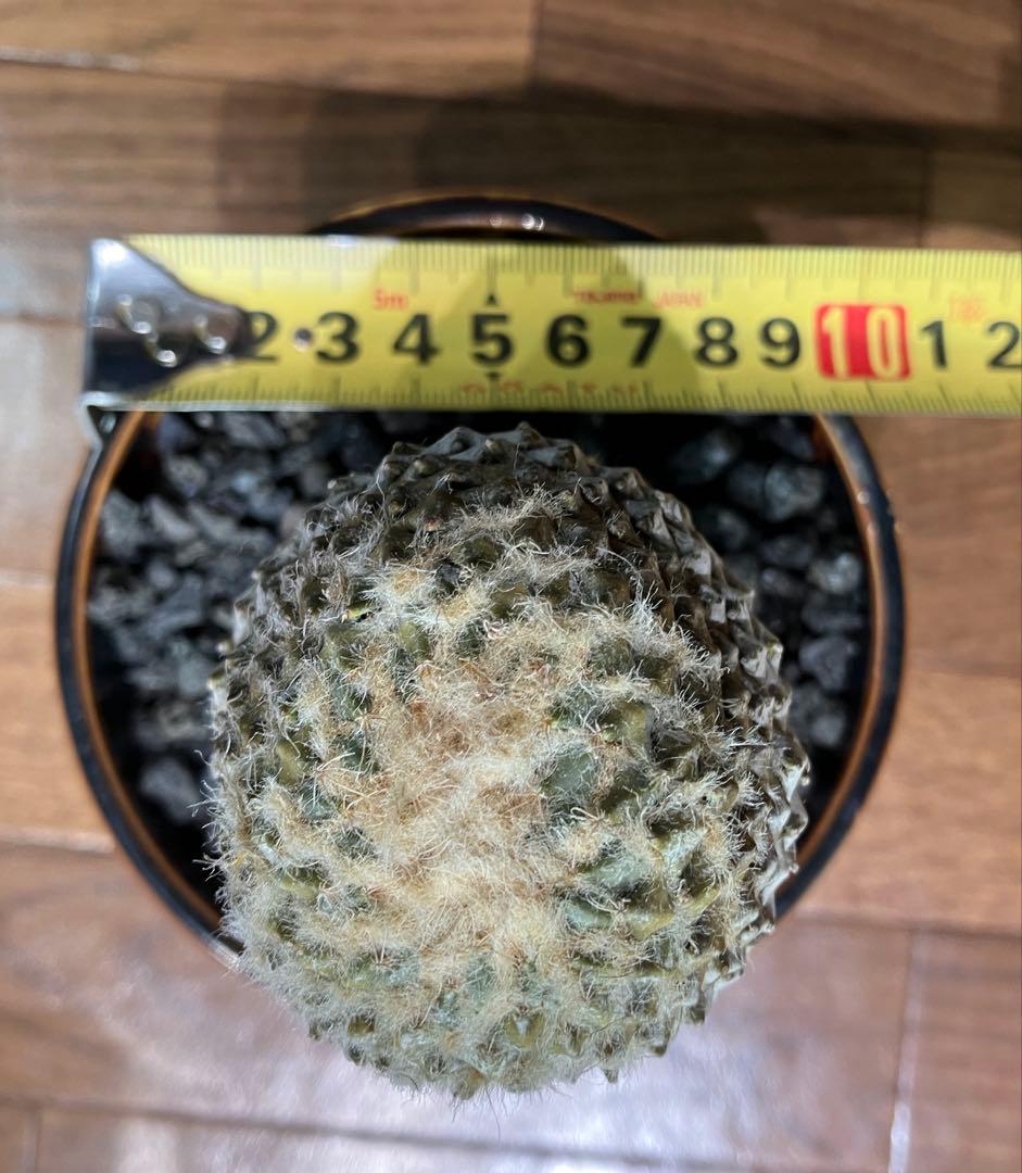 銀牡丹　ペレキフォラ　実生　成田氏　検）グラキリス　黒王丸　パキプス　アガベ