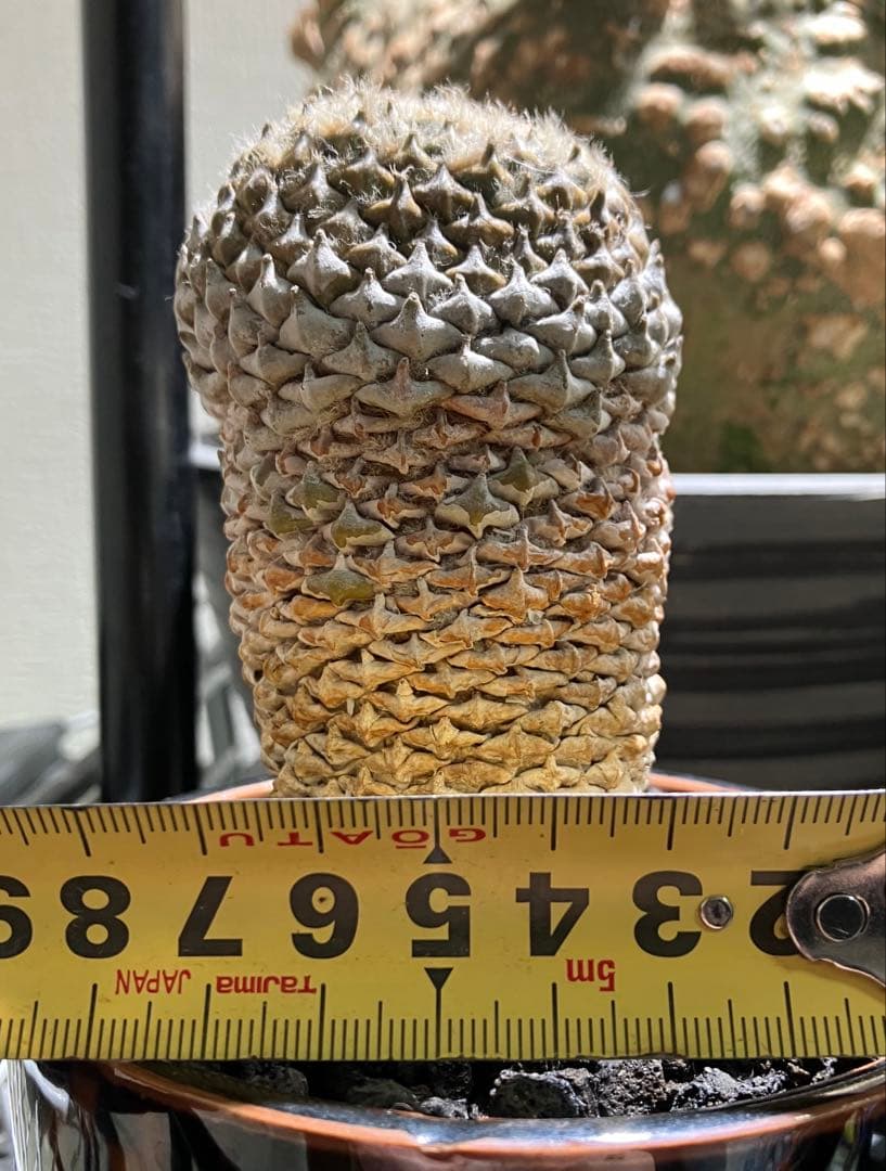 銀牡丹　ペレキフォラ　実生　成田氏　検）グラキリス　黒王丸　パキプス　アガベ