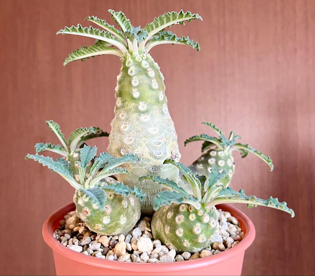 【レア/塊根植物】ドルステニア ラブラニー メス株（大株）鉢植え ①