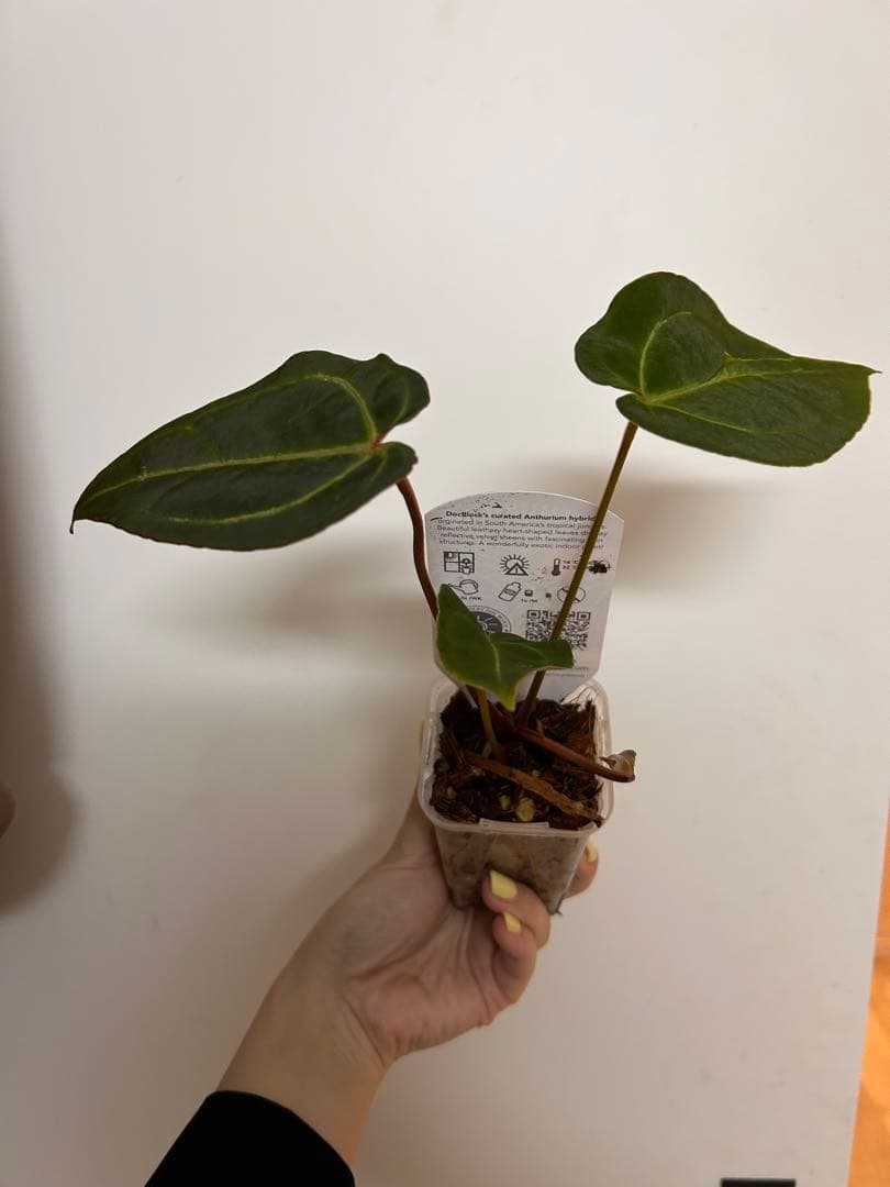 【HS】アンスリウム　BWxBW